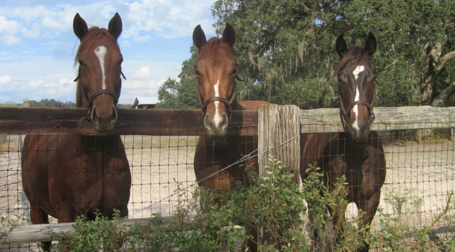 Good Fences Make Good Neighbors