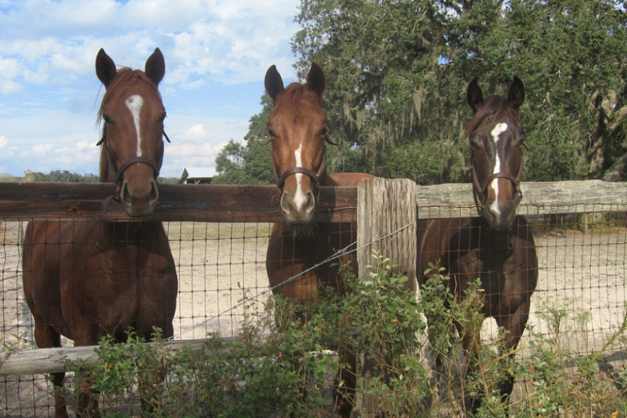 Good Fences Make Good Neighbors